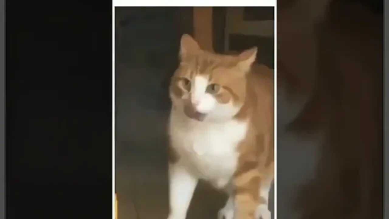 PLAYING CAT VIDEO MEAWWW