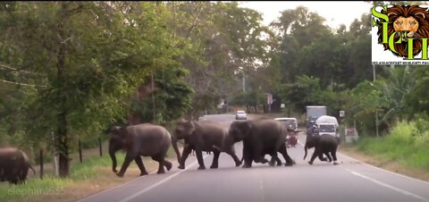 Hundreds of Giant Elephants Crossing a Road