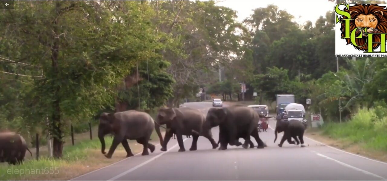 Hundreds of Giant Elephants Crossing a Road