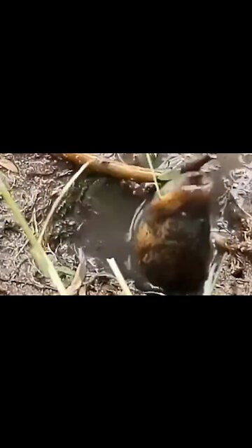 rice field eel fishing