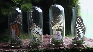 🦋 Butterfly Curiosities 🦋