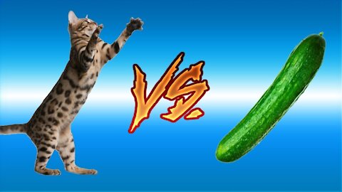 cats vs cucumbers #01