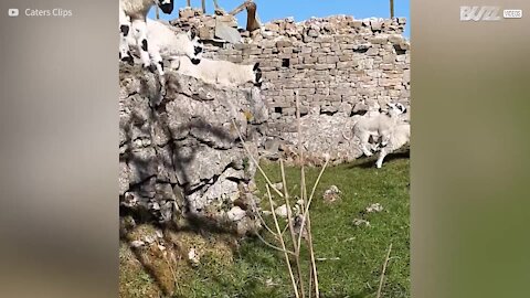 Admirez ces agneaux sauter un muret au ralenti