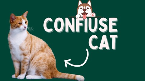 She is very confius .video funny cat video um cat video