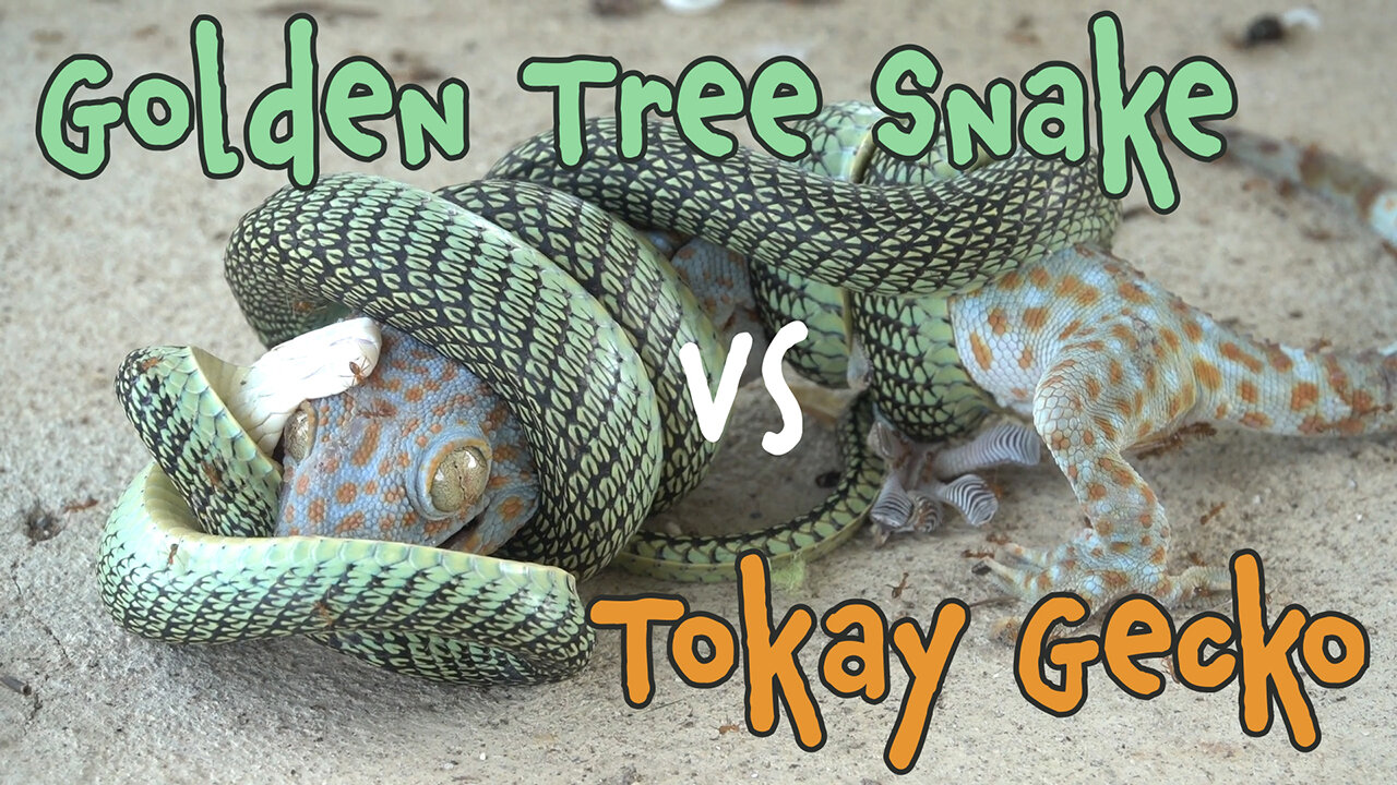 Golden Tree Snake Versus Tokay Gecko