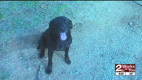 Black labs go missing in Claremore
