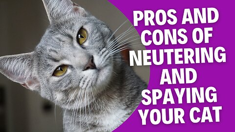 The Pros and Cons of Neutering and Spaying your Cat!