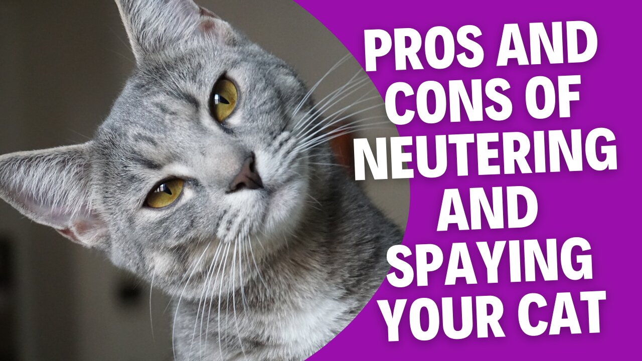 The Pros and Cons of Neutering and Spaying your Cat!