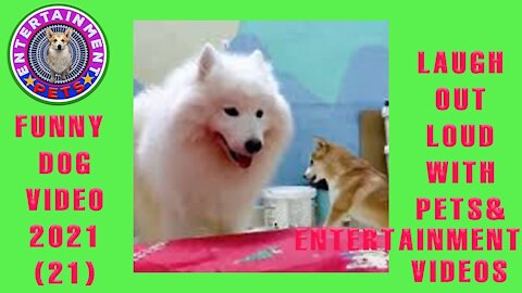 🐶Funny Dog Video 2021 ( #21)😀Laugh out loud with Pets & Entertainment Videos