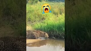 tiger vs crocodile 🐊 #youtuber #shorts #shortvideo #youtube #fighting #tiger #crocodile