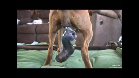 Dog Has Amazing Birth While Standing , Really AMAZING!