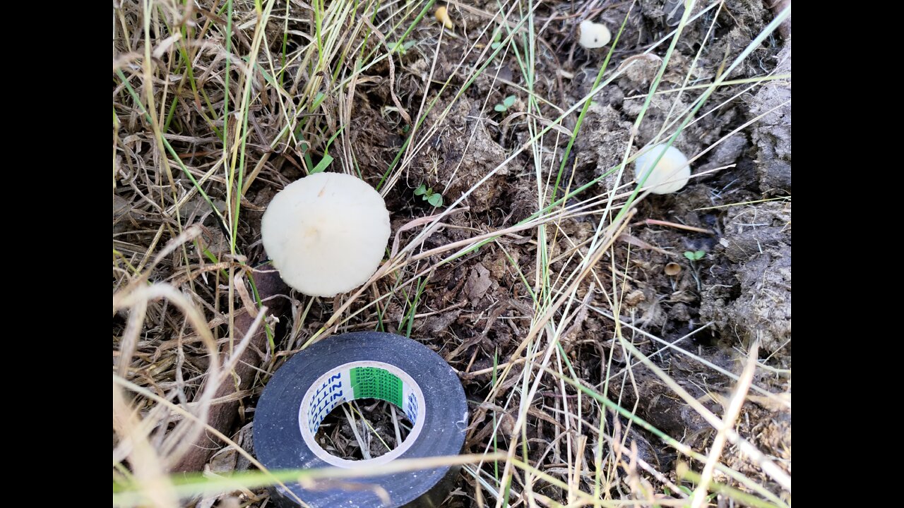 Magic mushroom field of dreams revisited