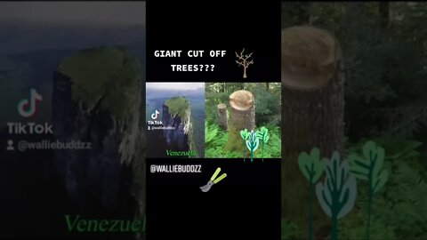 Giant Cut off Trees