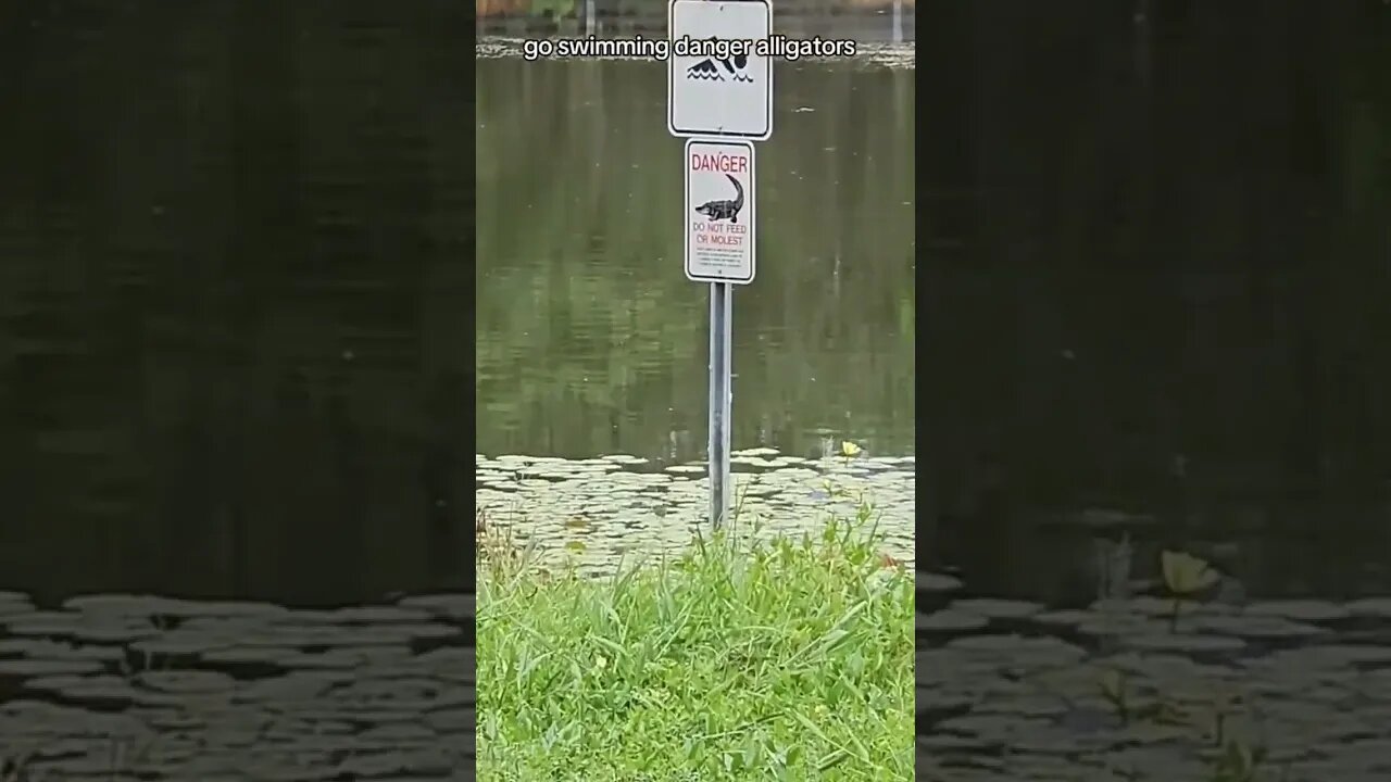 Alligators and children go hand in hand