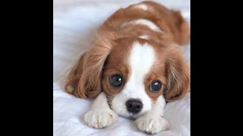 HOW TO STOP PUPPY BITING EASILY