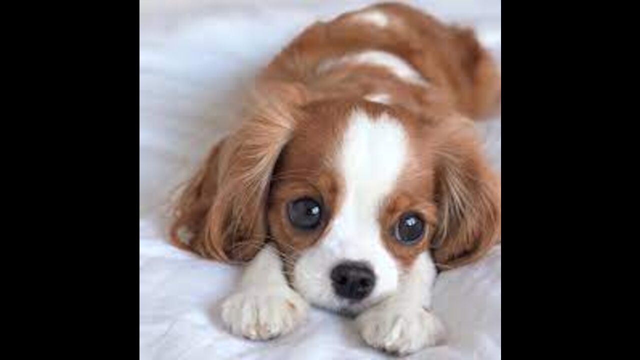HOW TO STOP PUPPY BITING EASILY