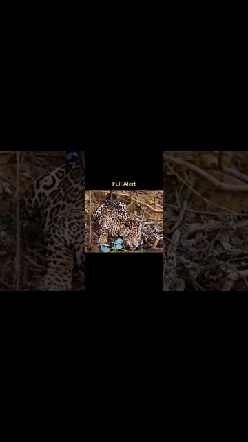 Most Amazing and trending video||relaxing your mind||trendig videos|| #shorts #trending #viral #live