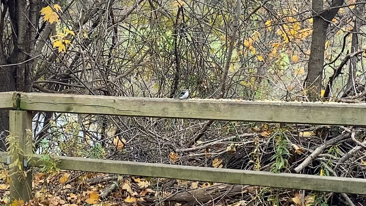 Doves James Gardens in foul mood today