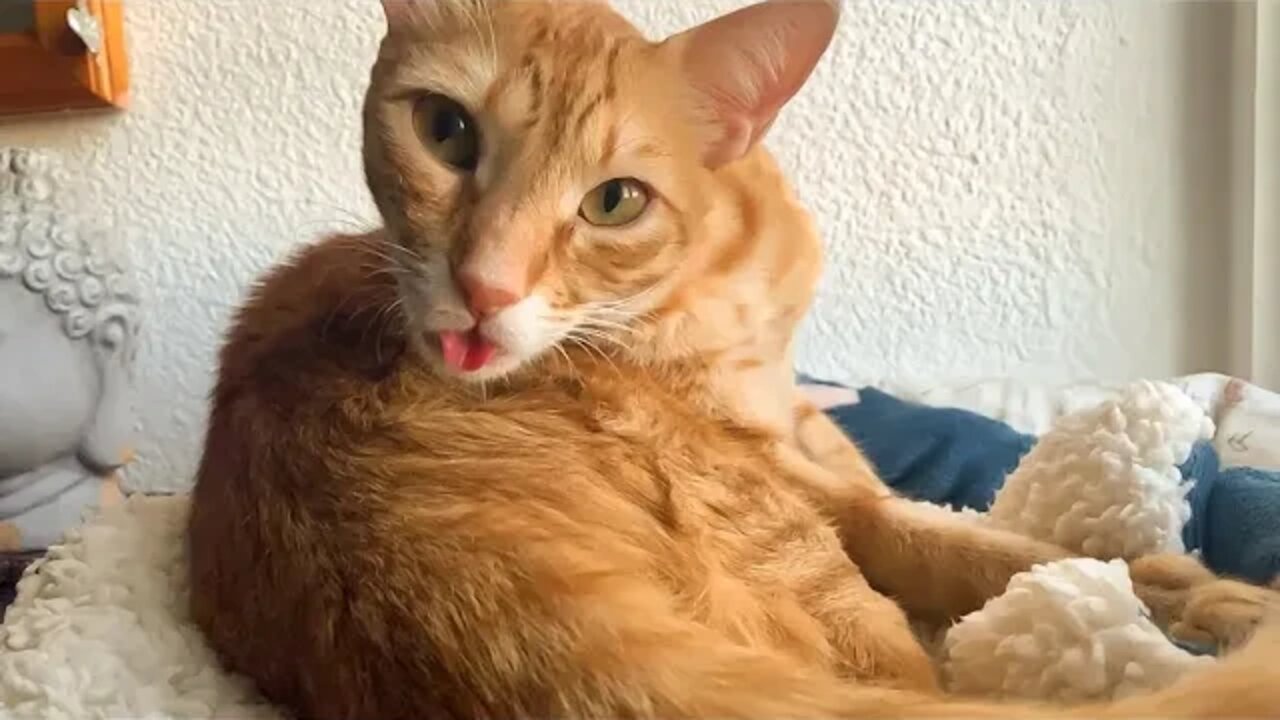 Relaxing Video Of Cat Making Funny Tongue When Grooming 😛