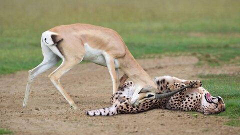 WORLD’S FASTEST ANIMALS FAIL! Grant’s Gazzele Take Down Tiger With Horns, Lion Hunt Imapala Fail