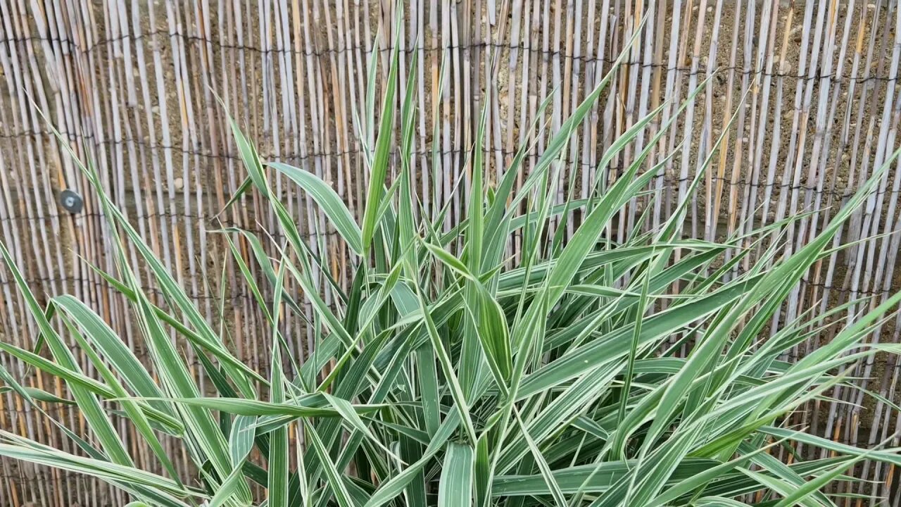 2 minutes of calm relaxation watching spiky plants in the breeze.