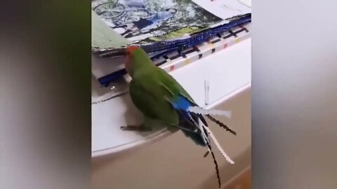 Smart And Funny Parrots Parrot Talking Videos Compilation P1 Super Dogs