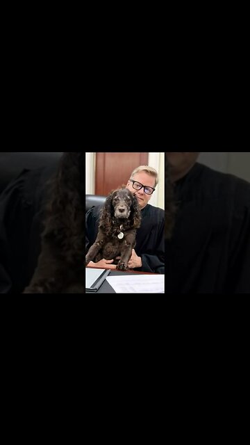 Heroes of Our days. “Scout,” a Boykin Spaniel Winner of Award for Canine Excellence 2022#shorts