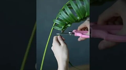 Aesthetic Plant Decoration tiktok bossplants