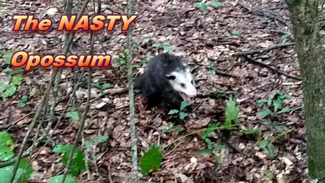 The BLIND Trap Line S.1. E.8. The NASTY opossum