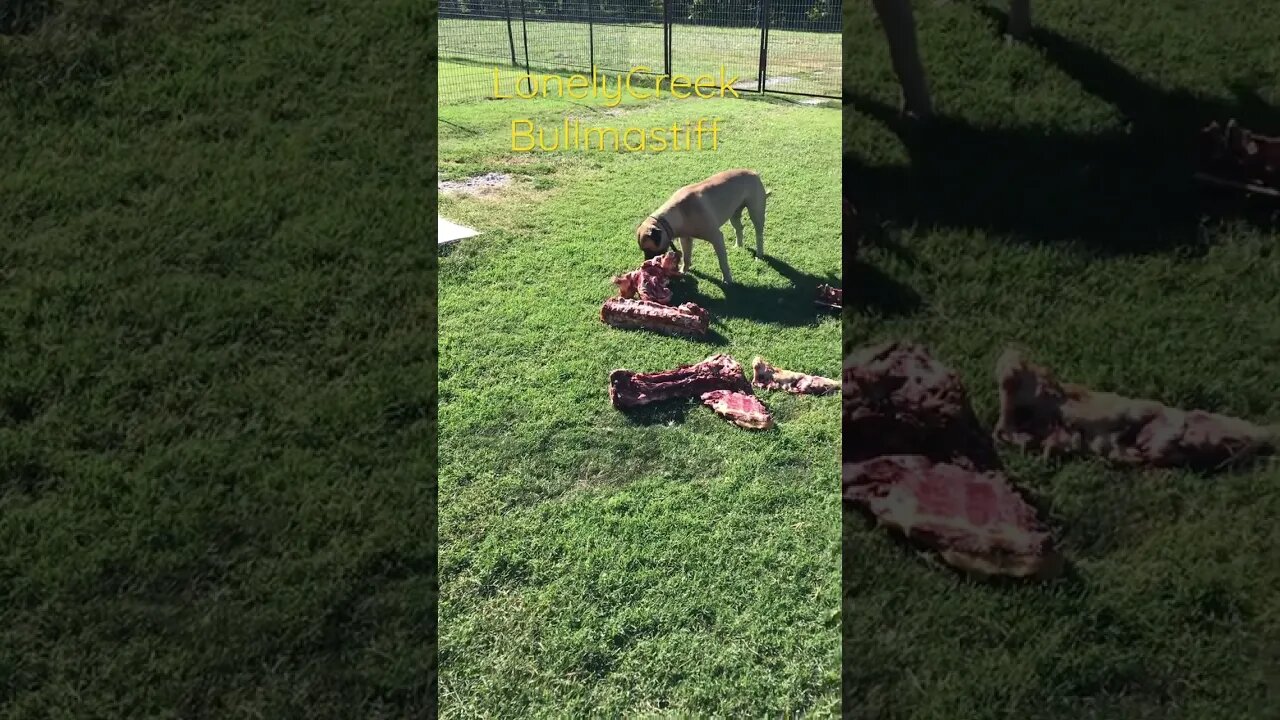 Feeding The BARF diet LonelyCreek bullmastiff