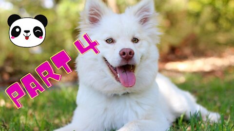 Super Cute And Funny Cats and Dogs Compilation Part 4
