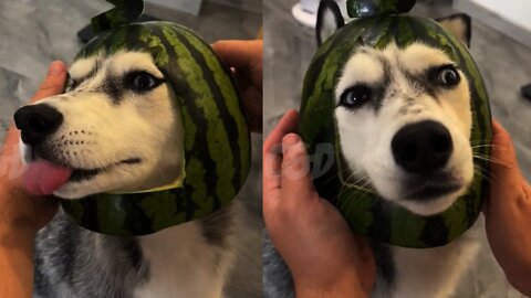 The best helmet for dogs from watermelon culottes#viral
