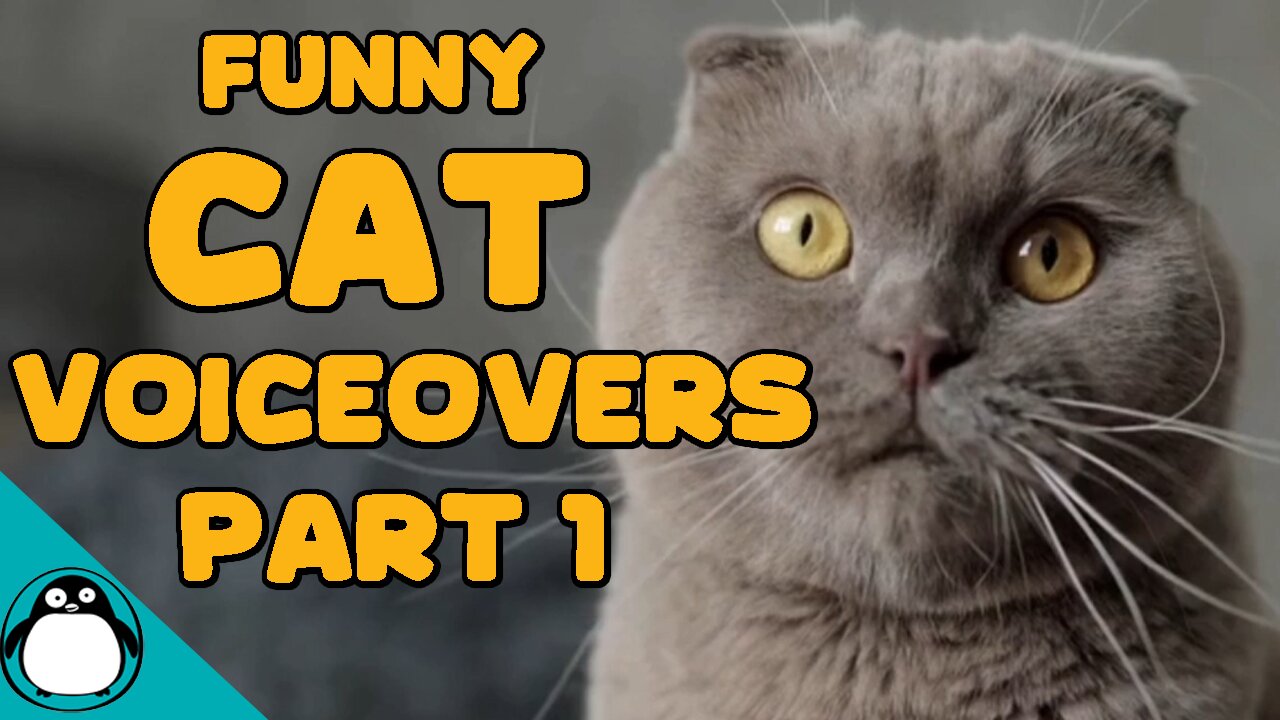 Funny Cat Voiceovers | Fresh out of the Litterbox