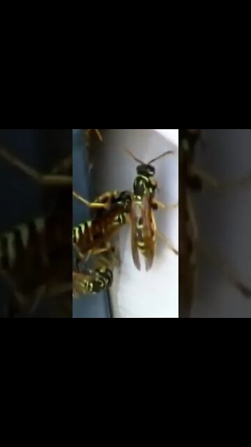 ASMR Wasps In Shutters #Shorts 🌻