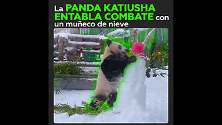 La panda Katyusha del zoológico de Moscú lucha contra un muñeco de nieve