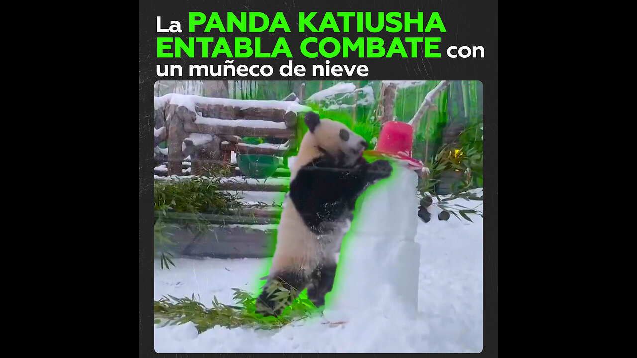 La panda Katyusha del zoológico de Moscú lucha contra un muñeco de nieve