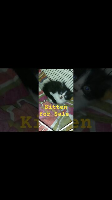 Kittens for sale #persian #kitten #location #multan