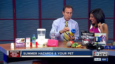 Summer Hazards & Your Pet with Dr. Jeff Werber