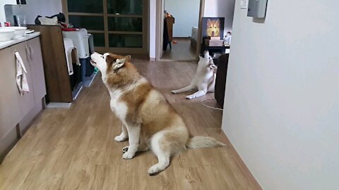 Mom, give me food. Husky howling...puchitan