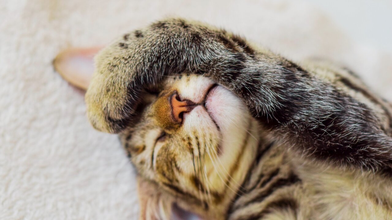cute and funny pets_I bet they will make you laugh