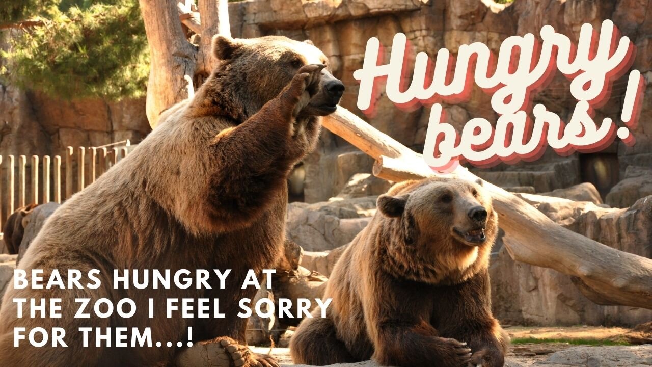 Hungry bears!