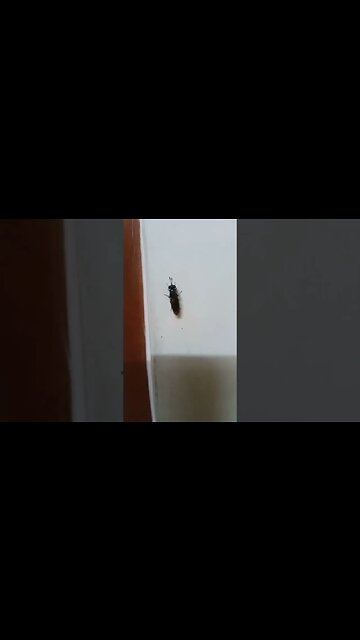 A big insect