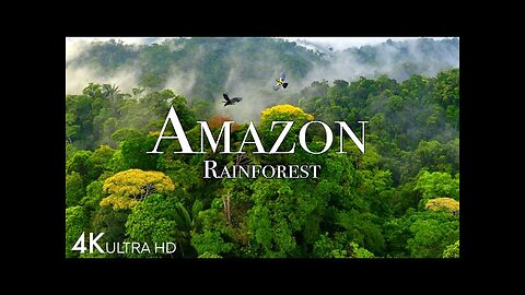 Amazon 4k - The World’s Largest Tropical Rainforest Part 2 - Jungle Sounds - Scenic Relaxation Film