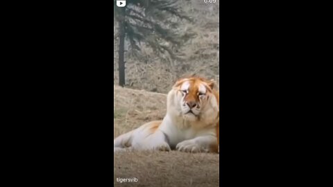 big cat
