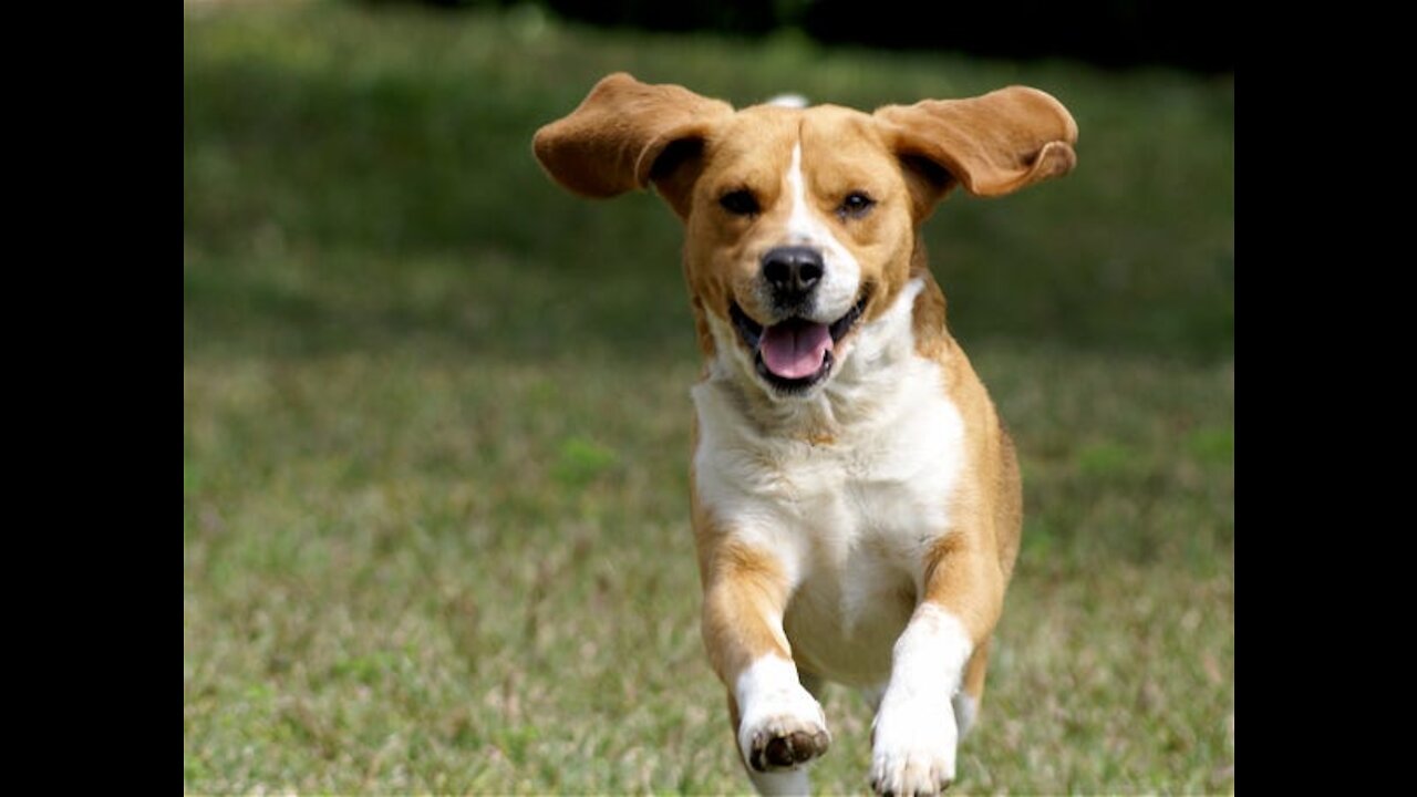 Best Trained & Disciplined Dogs in the World! see some Tips