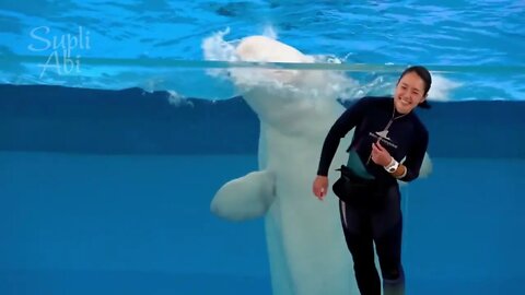 Beluga Whale Show At Yokohama Hakkeijima Sea Paradise