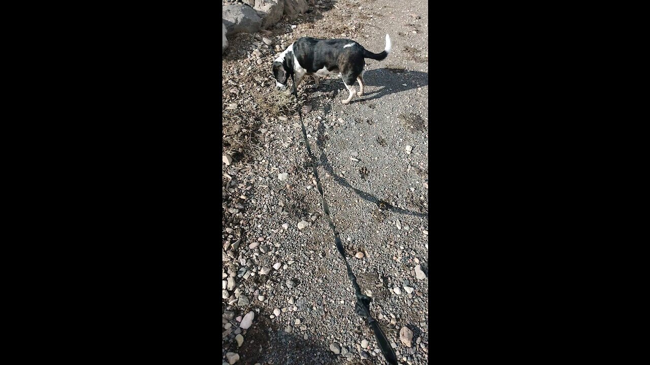 Walking My Doggo