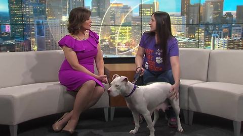 Pet of the Week: Rihanna