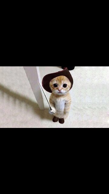 Cute Cats Doing Funny Things 😍 Funny Cats Video 😍 Cute Cats