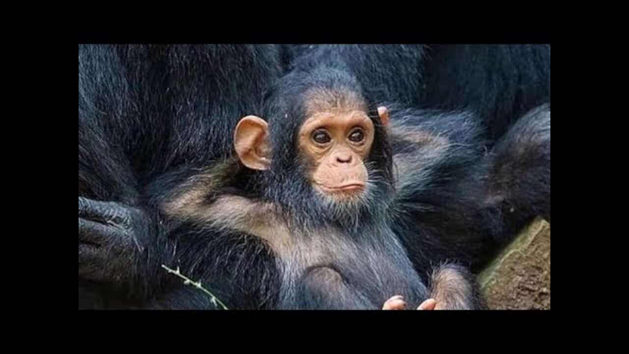 Chimpanzees are highly endangered animals